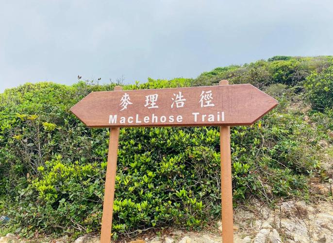 徒步麦理浩径第四五段，领略山海繁华与粉色芒草之美