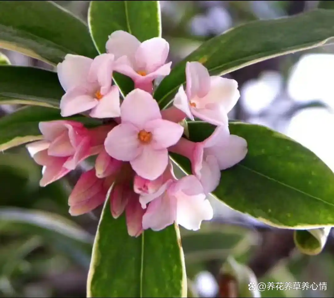 _寓意吉利花卉植物_富贵满堂指的什么花