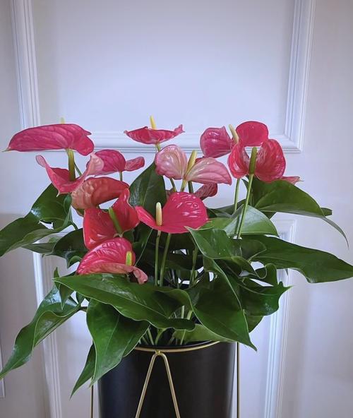 _寓意吉利花卉植物_富贵满堂指的什么花