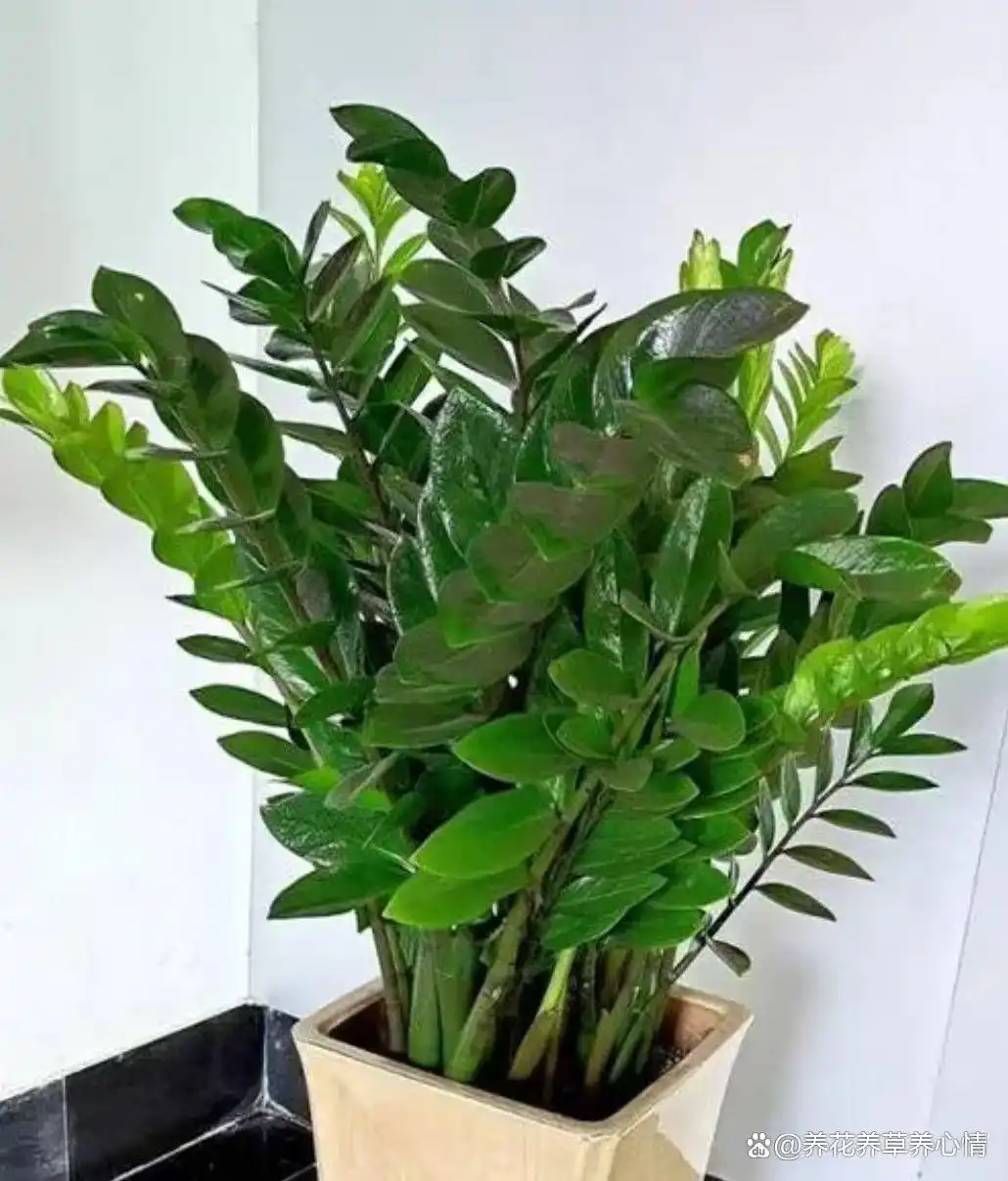 _寓意吉利花卉植物_富贵满堂指的什么花