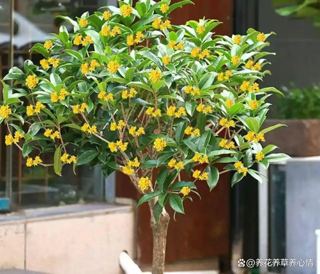 _寓意吉利花卉植物_富贵满堂指的什么花