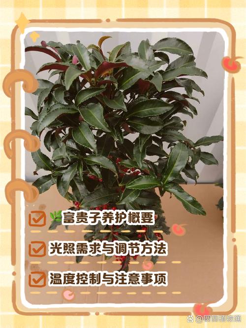 富贵满堂花的生长条件、养护方法及浇水施肥要点？