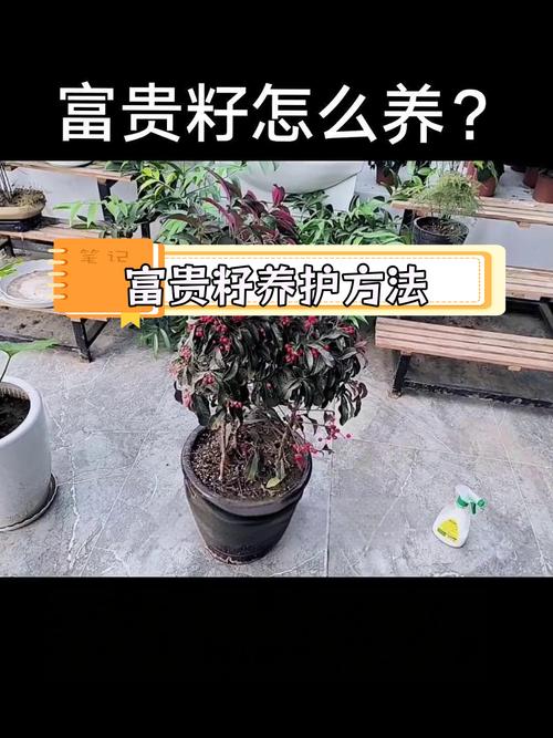 富贵满堂花养护技巧_富贵满堂指的什么花_富贵满堂花种植条件