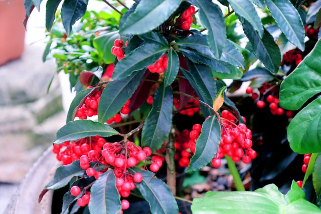 富贵满堂花盆栽_富贵籽多子多福寓意_富贵籽养护技巧