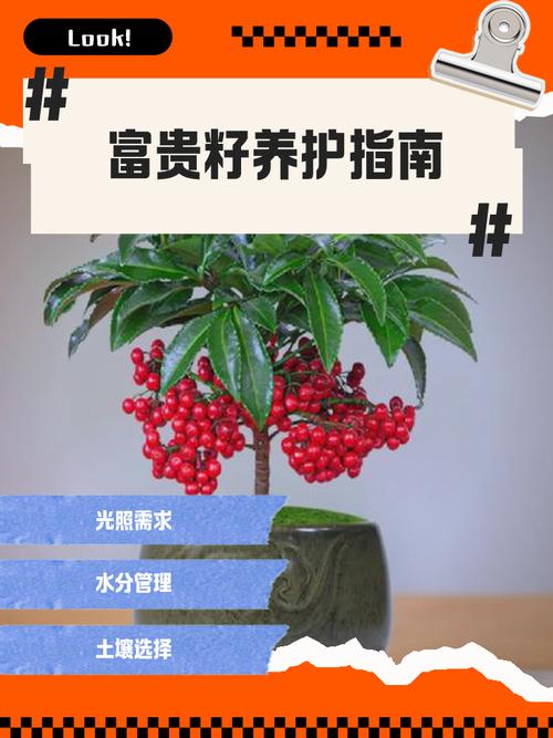 富贵籽多子多福寓意_富贵满堂花盆栽_富贵籽养护技巧