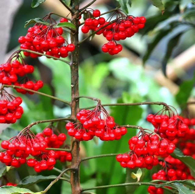 富贵满堂花盆栽_富贵籽养护技巧_富贵籽多子多福寓意