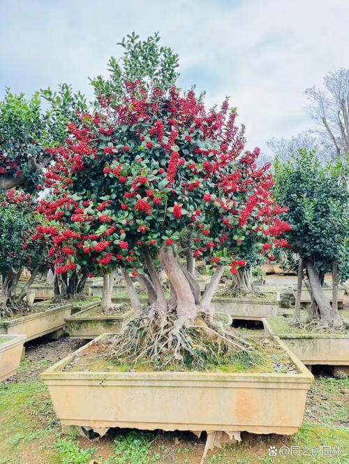 富贵满堂花盆栽_金桂玉兰石榴海棠庭院种植_庭院金玉满堂植物组合