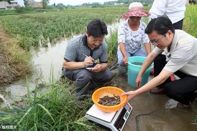 农村养殖好项目推荐，兔子、泥鳅、蜜蜂养殖了解一下