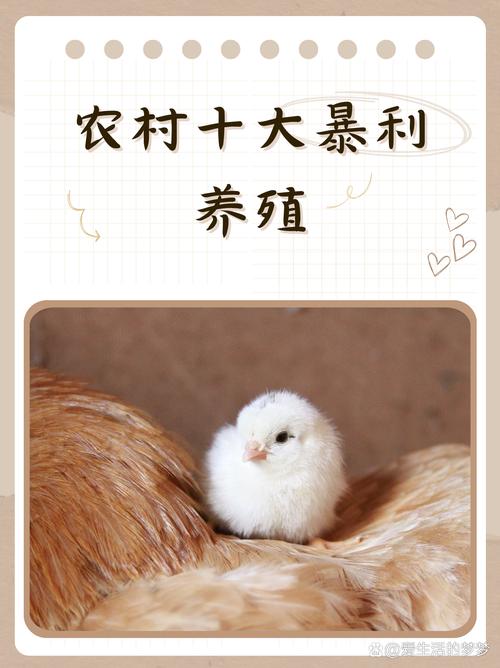 农村赚钱的养殖项目有哪些？这几个暴利养殖项目值得做