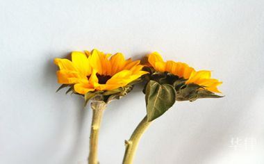 沈阳卖房资金监管几天到账？首付款时间全解析
